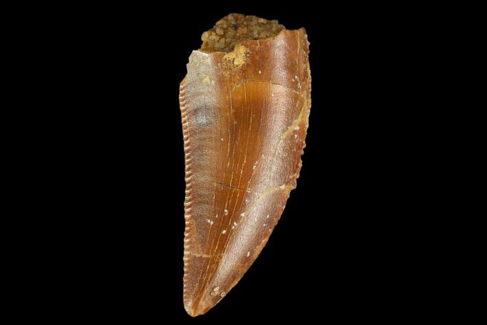 Serrated, Raptor Tooth - Real Dinosaur Tooth #127048